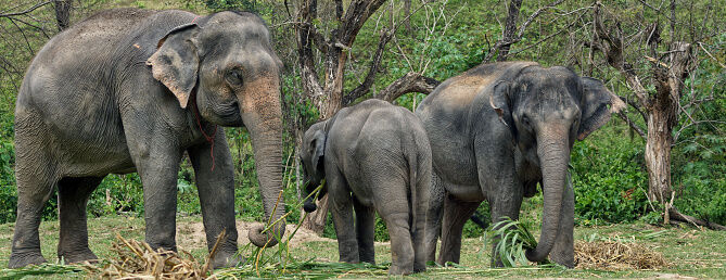 FIVE ELEPHANTS DIE IN AN ATTEMPT TO SAVE THEIR BABY.  SIX ARE SAVED BY CLEVER AND RESOURCEFUL PARK RANGERS!