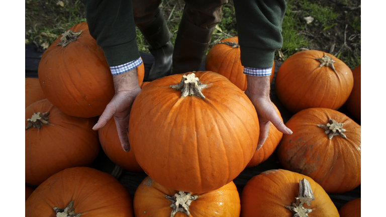 Halloween Preparation At A Pumpkin Farm