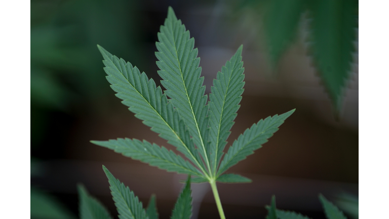 TOPSHOT-URUGUAY-CANNABIS-MARIJUANA-ECONOMY-HEALTH