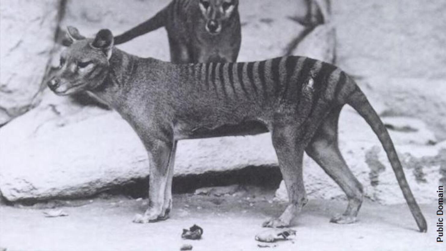 Tasmanian Tiger-like animal caught on video in Belair National