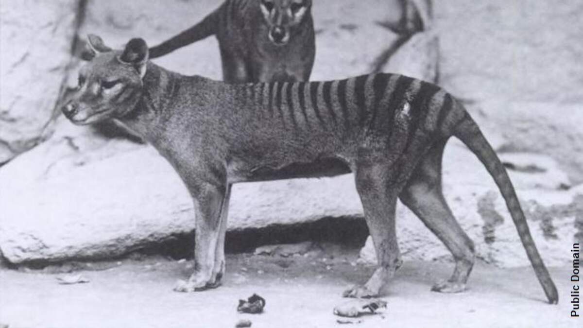 CRISPR is helping “de-extinct” the Tasmanian tiger