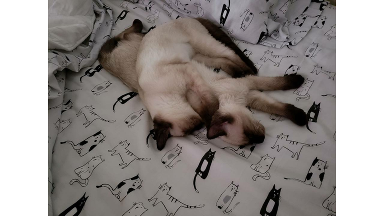 Murray and Izzy Sleeping