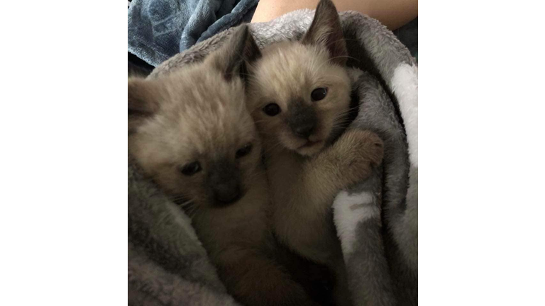 Newborn Babies