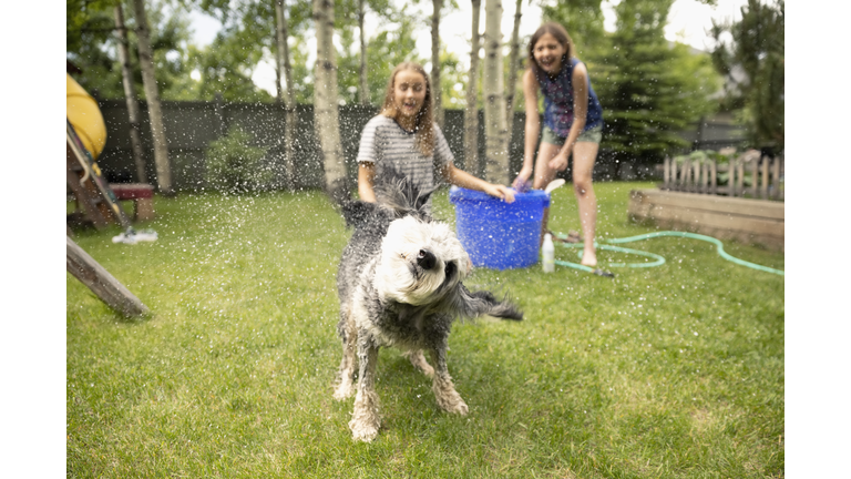 Tween girl friends giving dog bath in backyard, watching dog shaking off water