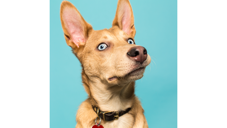 Portrait of a Native American Indian Dog.