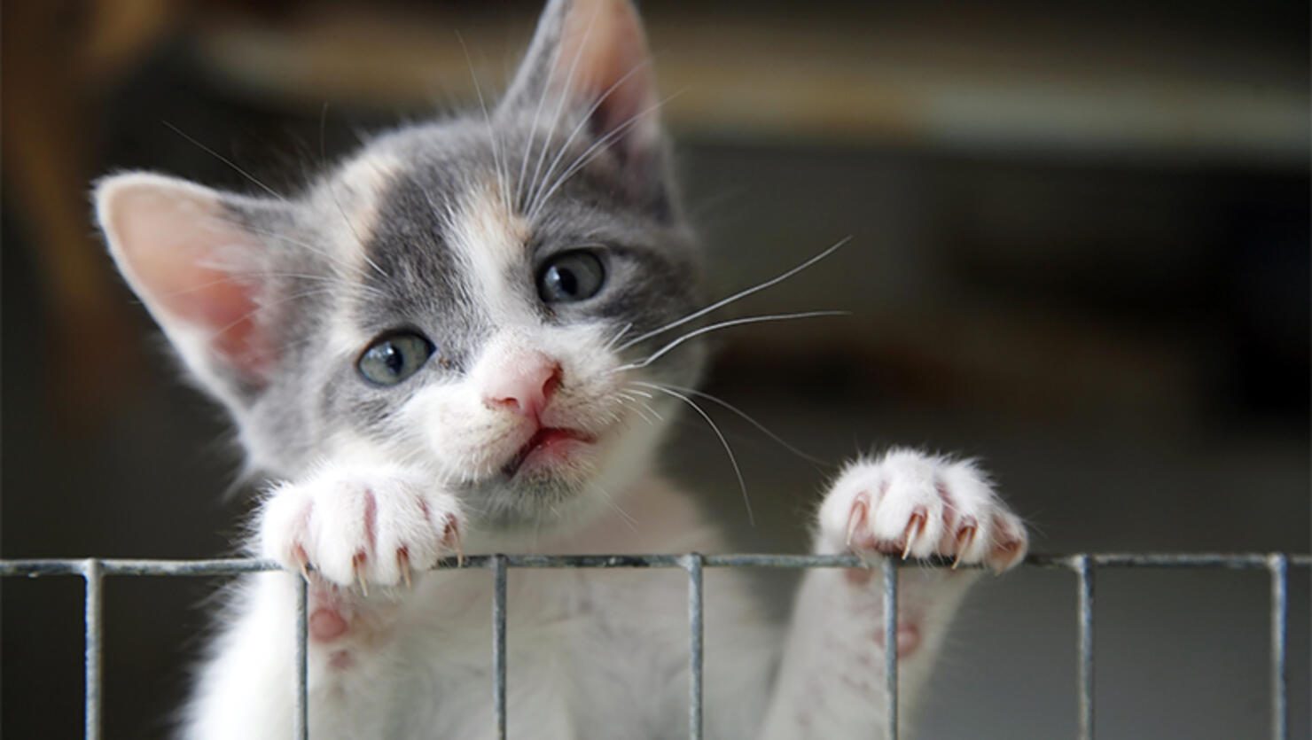 Sad looking kitten trying to climb over a wire fence