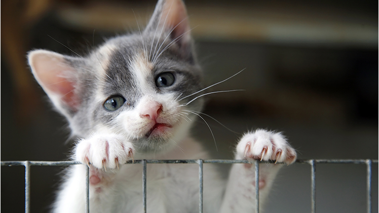 Sad looking kitten trying to climb over a wire fence