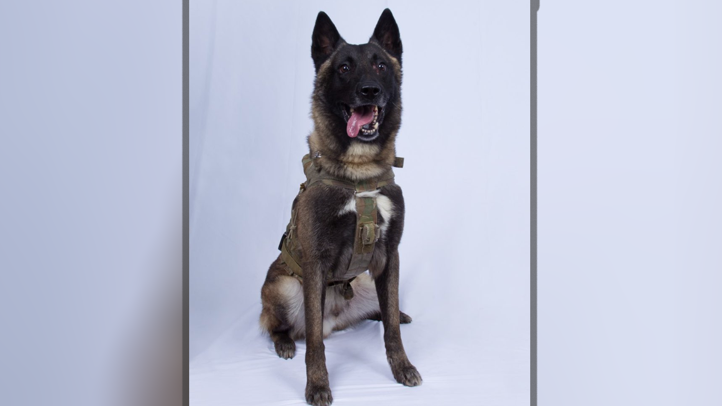 Conan, dog injured in al-bagdadi raid declassified by Trump