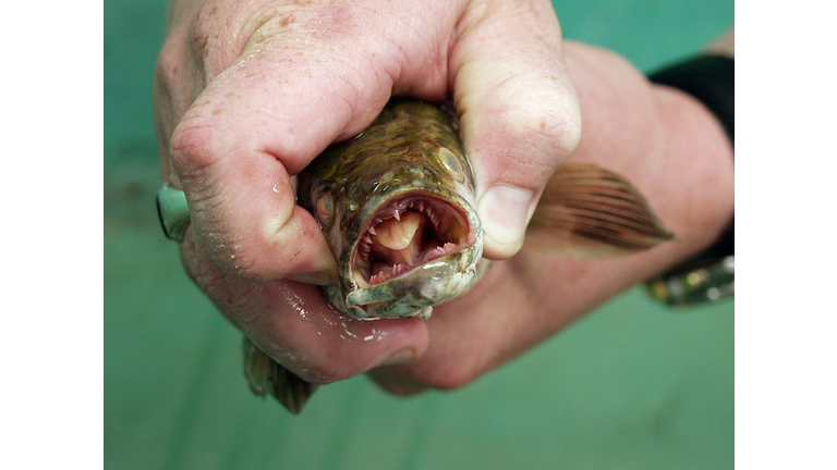 Snakehead Fish Found In Lake Michigan