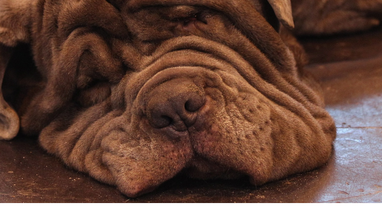 Dogs And Owners Gather For 2011 Crufts Dog Show