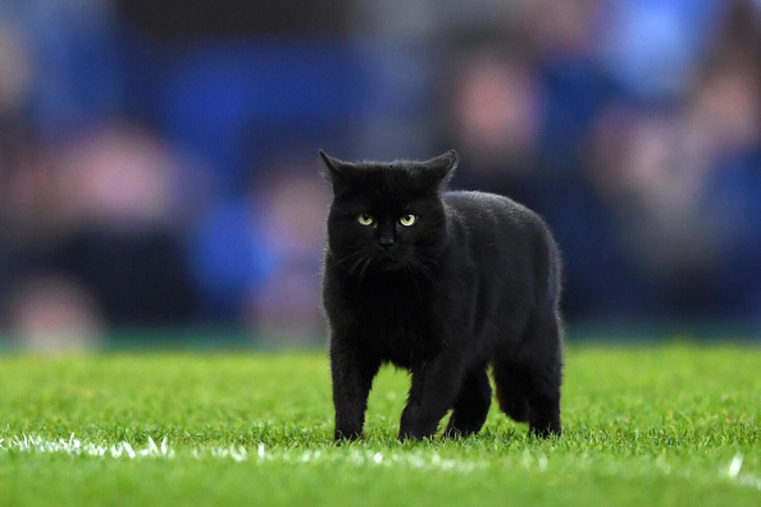 Black cat at Giants-Cowboys is far from only MetLife Stadium feline