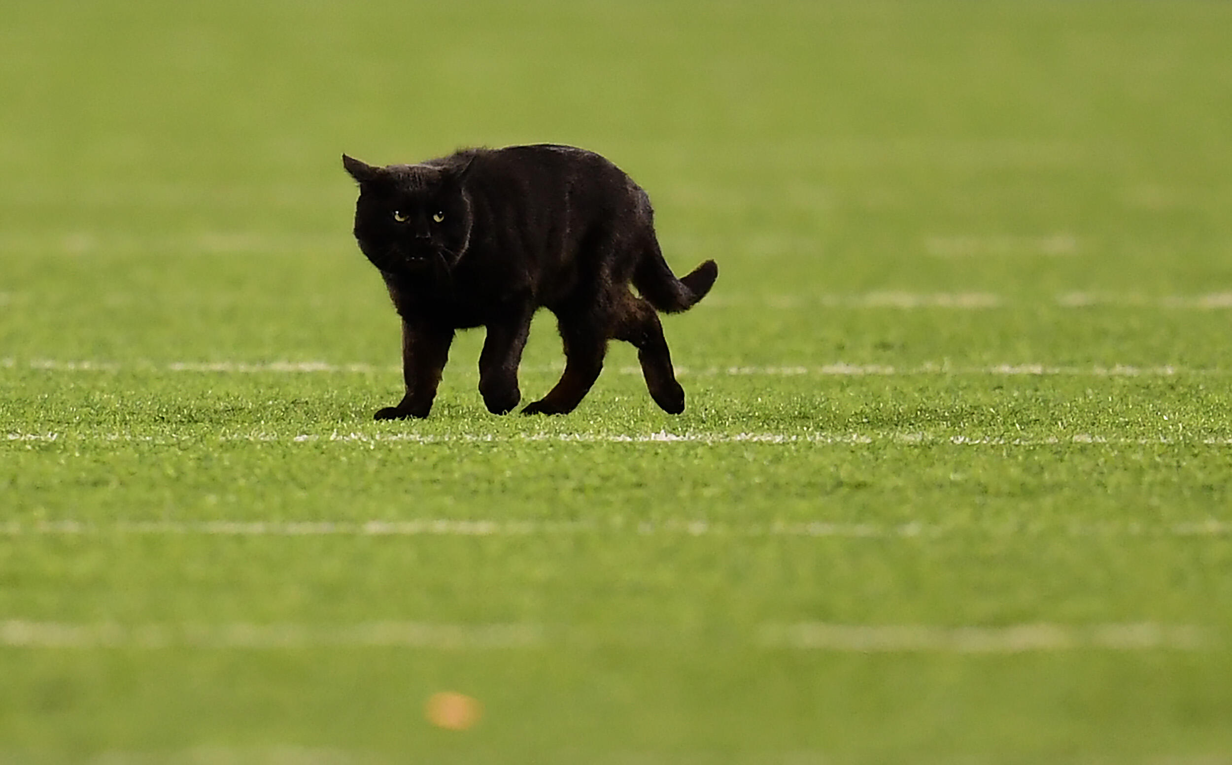 Black Cat Invades Monday Night Football  - Thumbnail Image