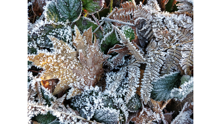 Closeup frost on green and brown leaves