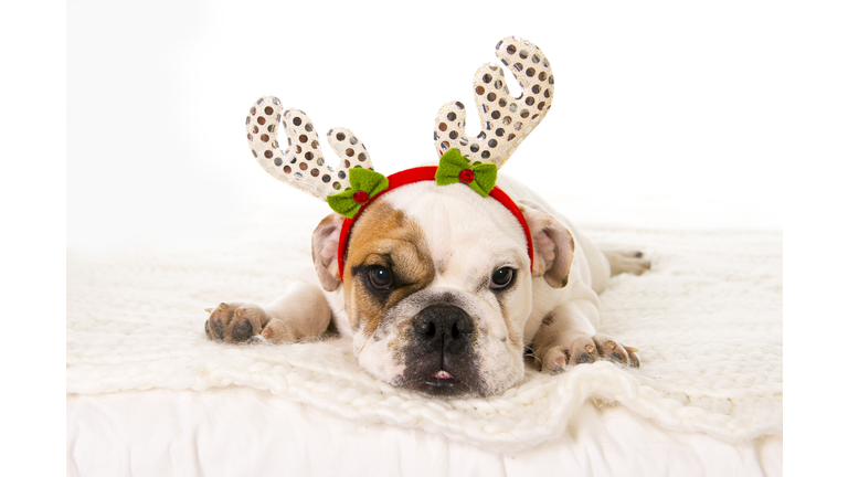 young little English Bulldog cub with Christmas reindeer horns hat