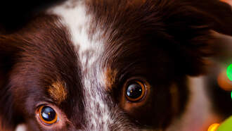 Jackie, Tony & Ryan - *LIST* These Christmas Songs Might Be Stressing Out Your Pets