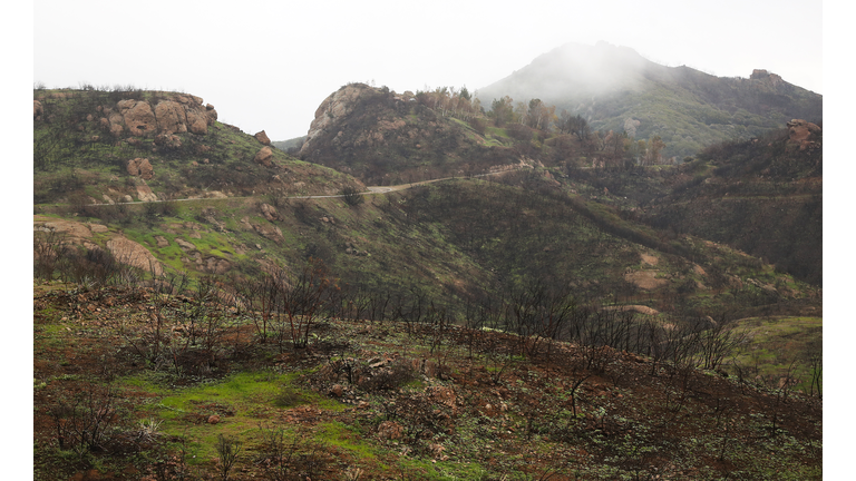 Vegetation Begins To Regrow Within Santa Monica Mtns In Woolsey Fire Area Helped In Part With Rainfall Amount