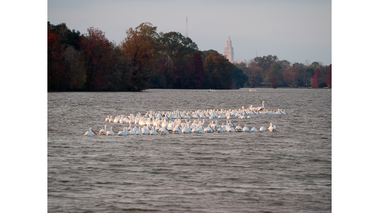 Pelicans at University lake