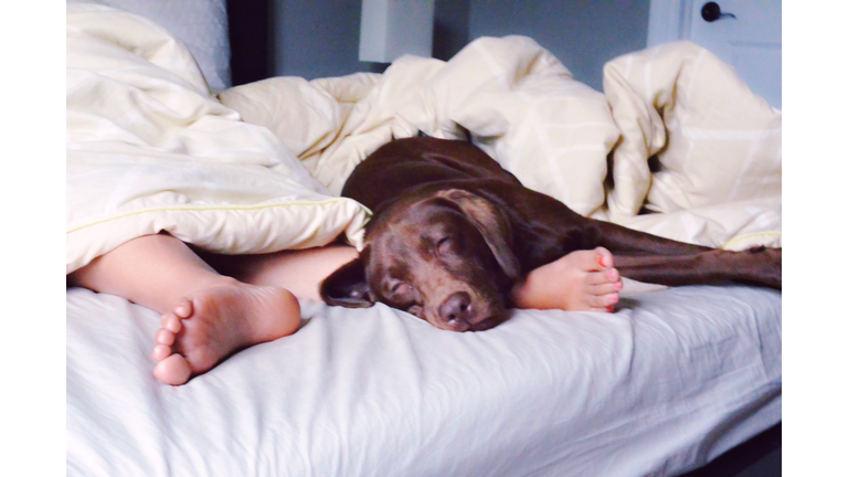 Low Section Of Child Sleeping With Chocolate Labrador On Bed