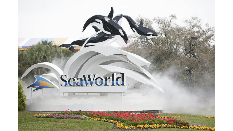 Killer Whale Kills Trainer Before Show At SeaWorld