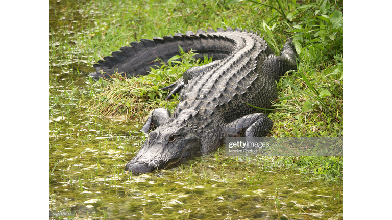 A FLORIDA MAN HUNTING WILD HOGS IS ATTACKED BY ALLIGATOR AND FIGHTS FOR HIS LIFE!