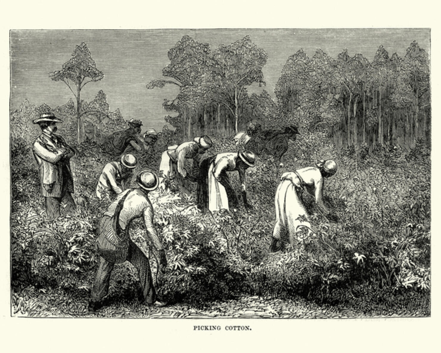 Workers picking cotton, Louisiana, 19th Century