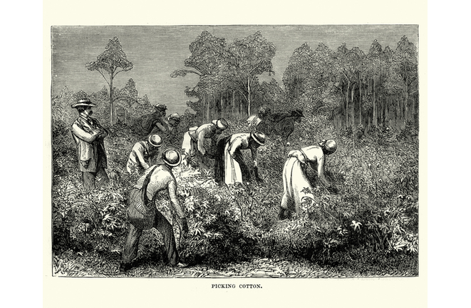Workers picking cotton, Louisiana, 19th Century