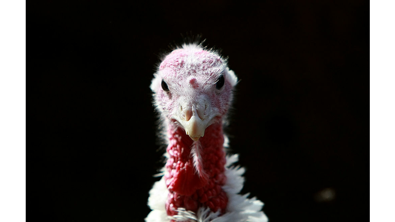 California Turkey Farm Raises Mainstay Of Thanksgiving Dinner