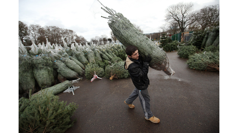 Christmas Tree Sellers In London