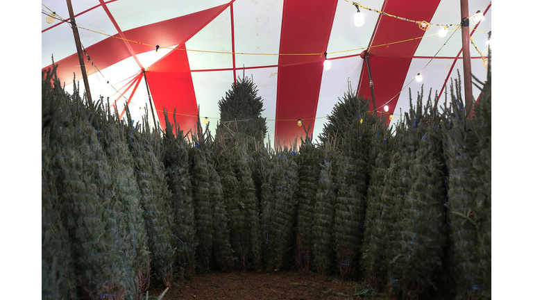 Christmas Tree Prices Higher Than In Years Past Due To National Shortage