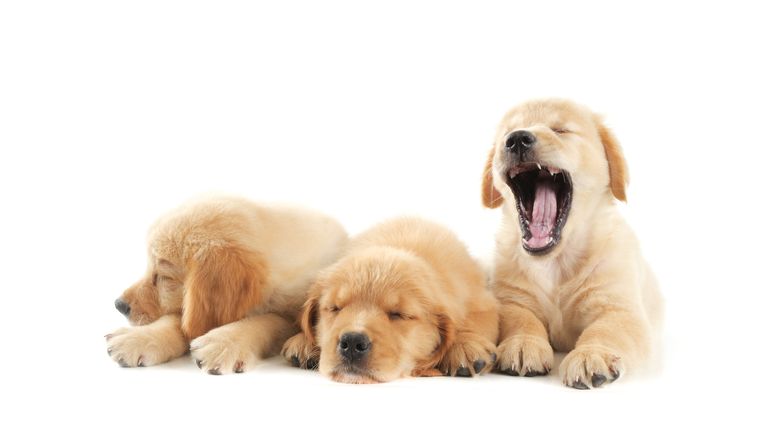 Puppies Relaxing Over White Background