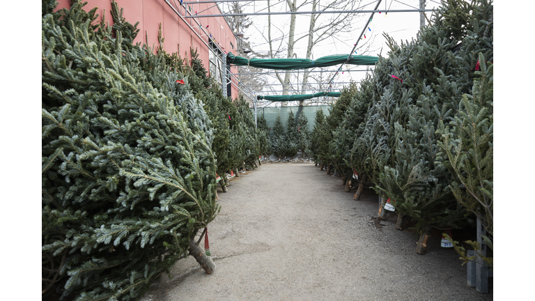 Christmas trees on display at Christmas market