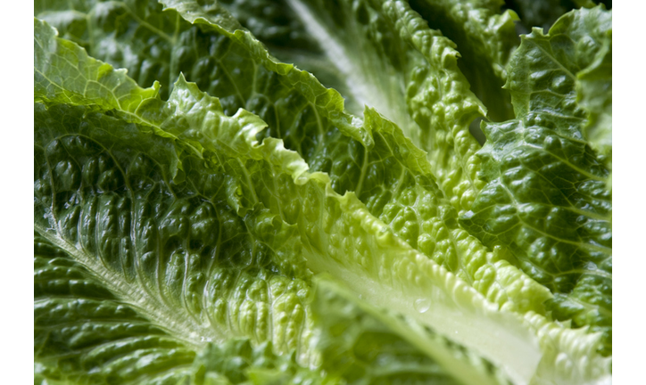 Romaine lettuce leaves