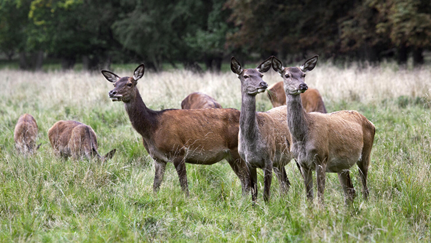 Herd of red deer hinds / females in heat grazing in grassland.