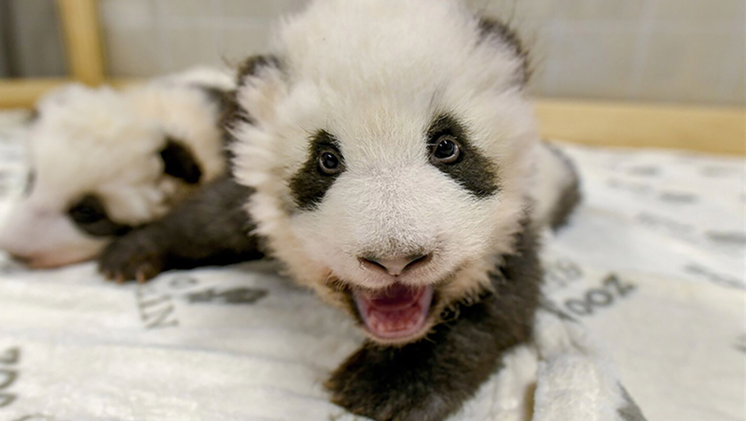 Berlin Zoo Releases Adorable New Photos Of Baby Panda Twins | iHeart