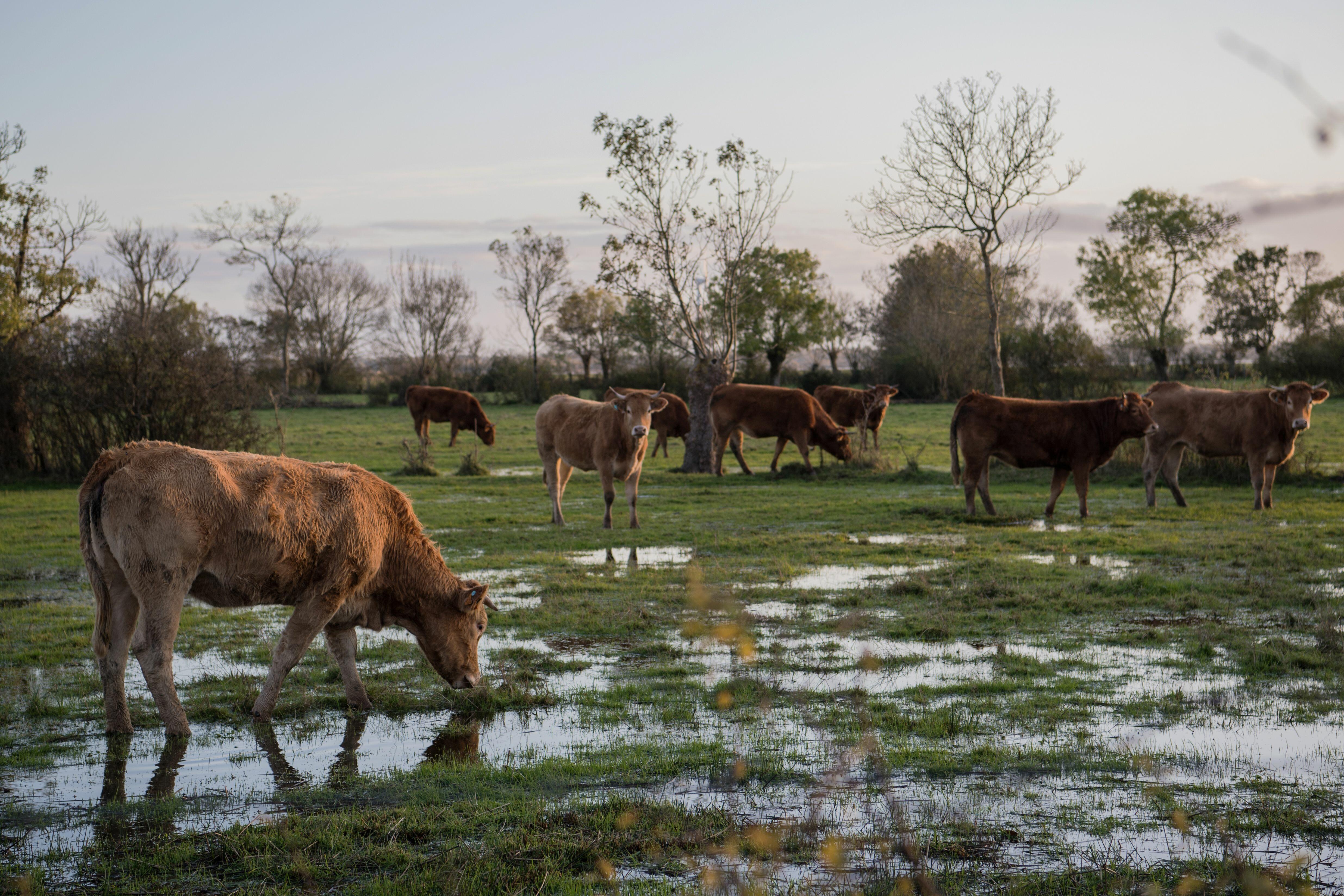 Russian Cows Wear VR Goggles to Make Them Happier [PHOTO] - Thumbnail Image