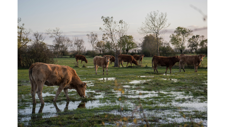 FRANCE-WEATHER-ANIMAL-FEATURE