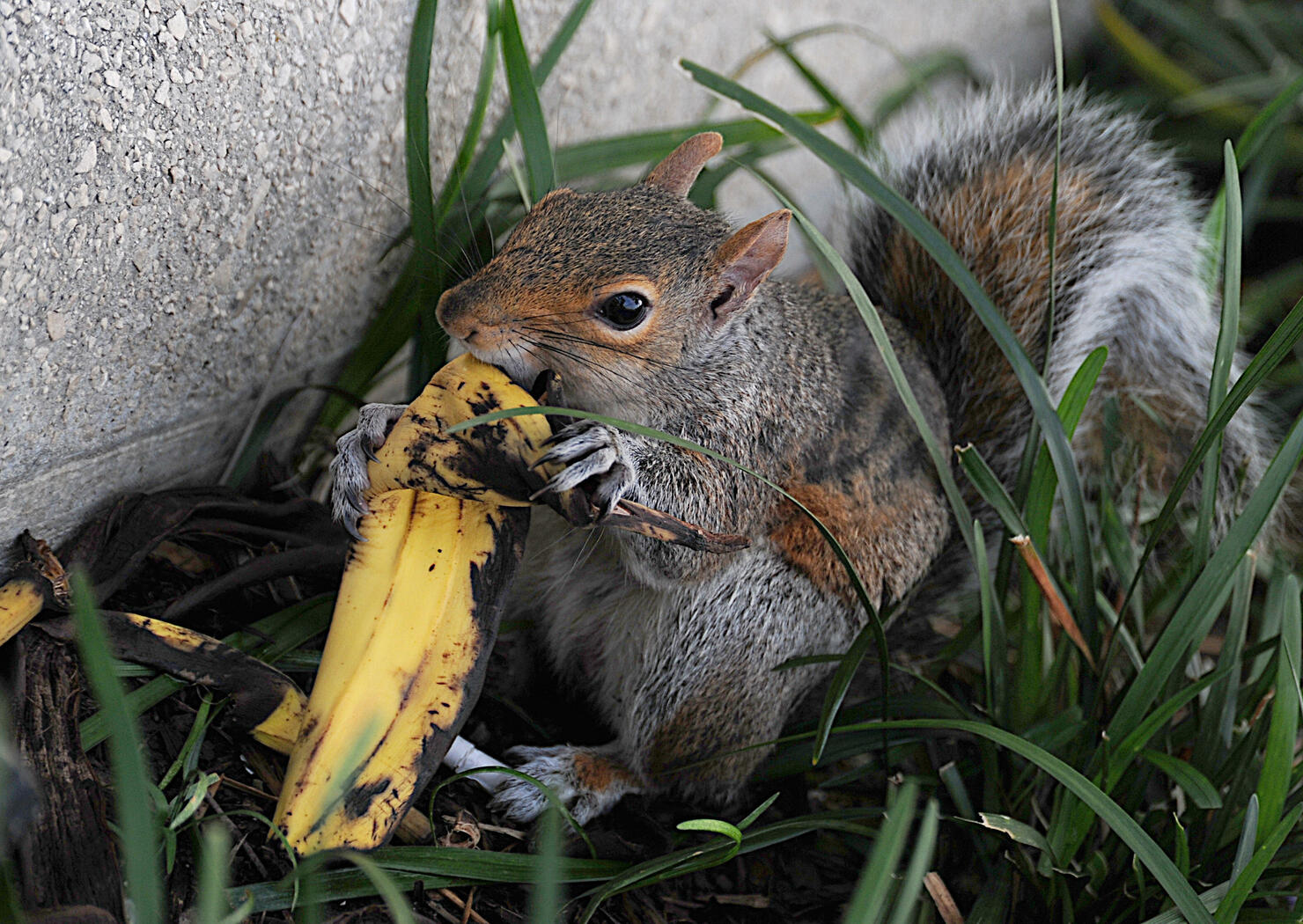 A squirrel eating a banana peel on Septe