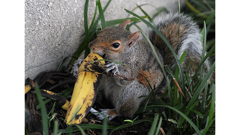 A squirrel eating a banana peel on Septe