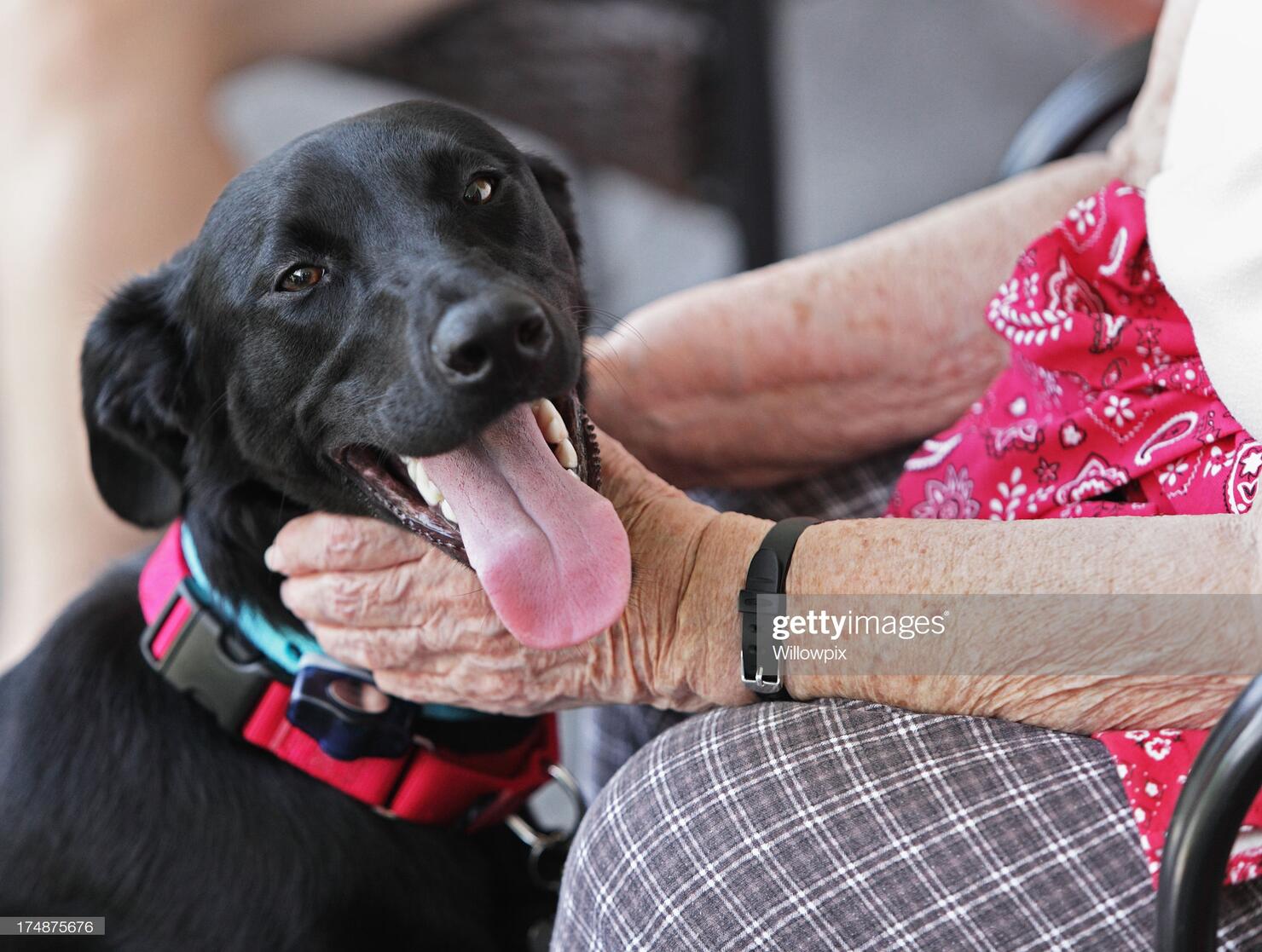 GRANDMA'S DOG FAILED OBEDIENCE SCHOOL.  SO SHE FORGED A DIPLOMA SO THE DOG WILL NOT HAVE TO RETAKE THE CLASS.  IS LOVE DUMB?  