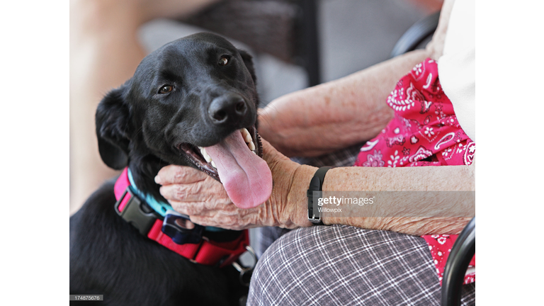 GRANDMA'S DOG FAILED OBEDIENCE SCHOOL.  SO SHE FORGED A DIPLOMA SO THE DOG WILL NOT HAVE TO RETAKE THE CLASS.  IS LOVE DUMB?  