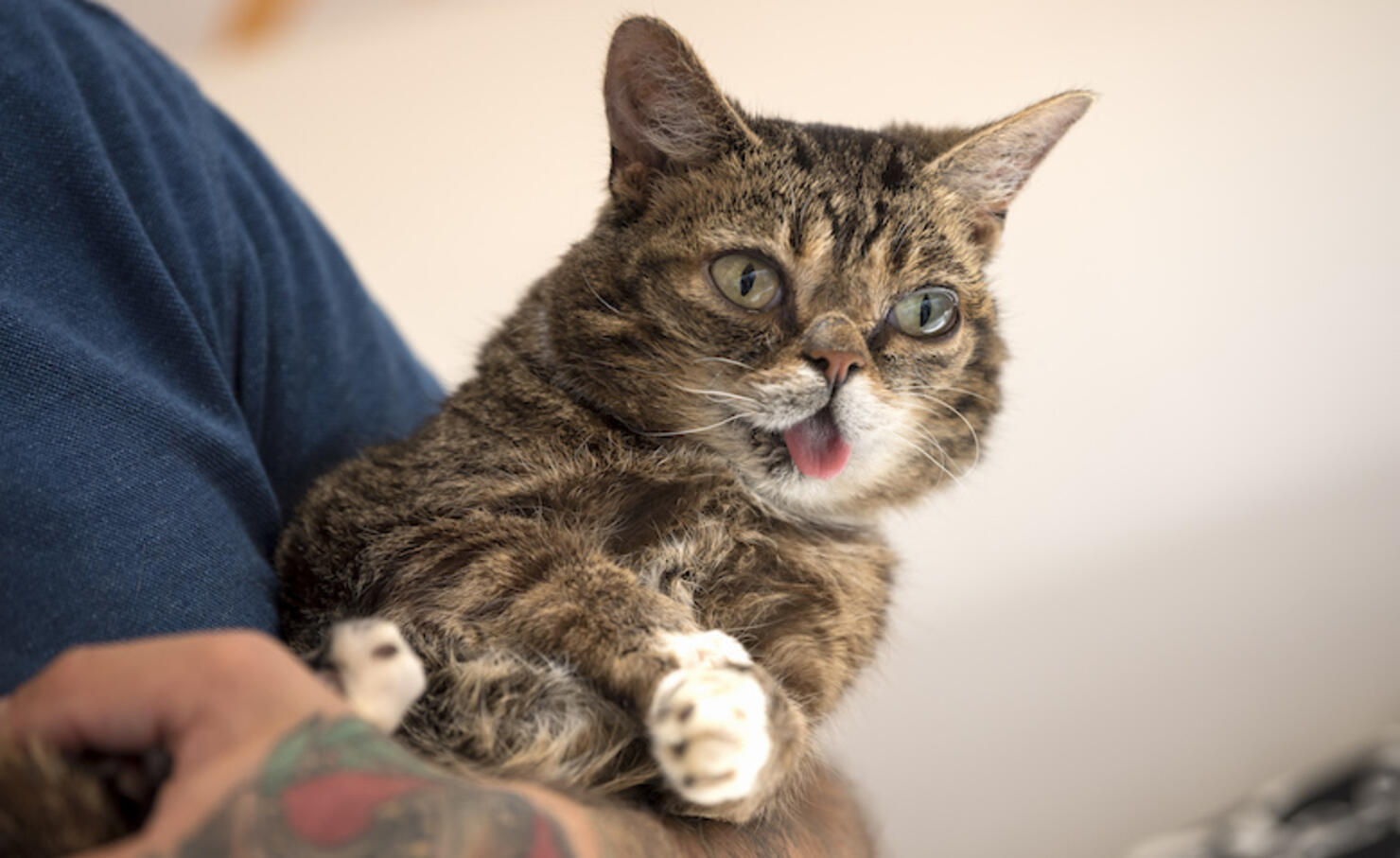 CatCon a Convention for Cat Lovers in Pasadena California