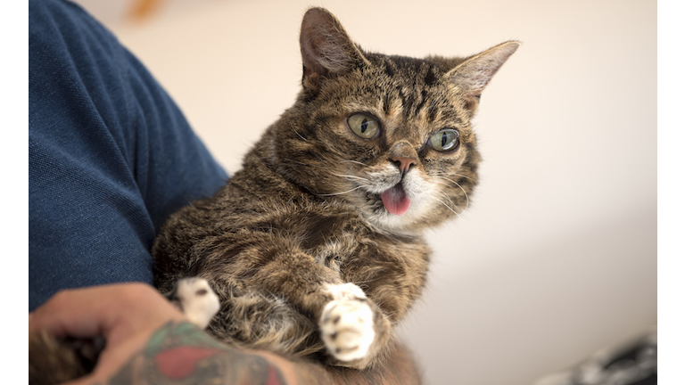 CatCon a Convention for Cat Lovers in Pasadena California