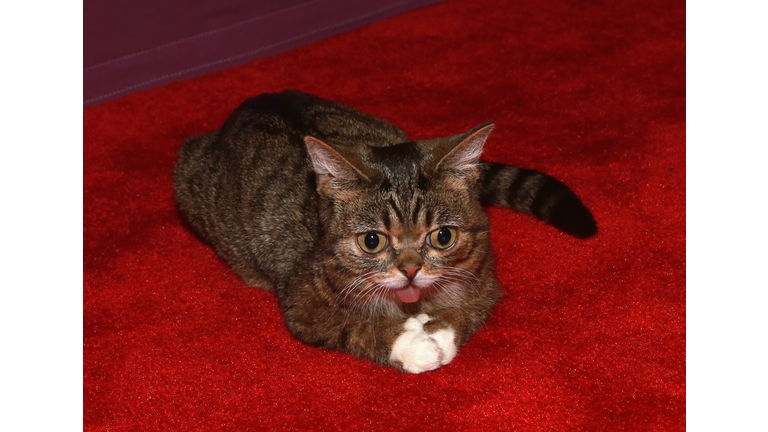 "Lil Bub & Friendz" World Premiere - 2013 Tribeca Film Festival