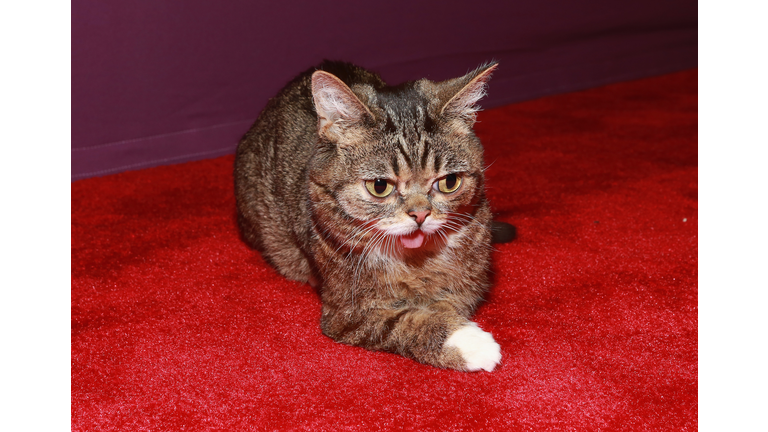 "Lil Bub & Friendz" World Premiere - 2013 Tribeca Film Festival