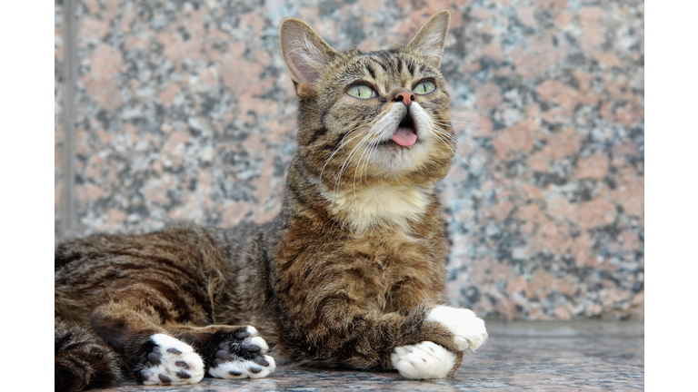 "Lil Bub And Friendz" Tribeca Drive-In Screening - 2013 Tribeca Film Festival