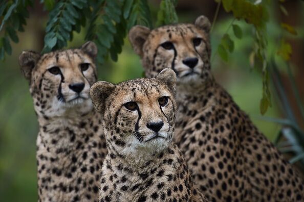 TOPSHOT-FRANCE-ANIMAL-NATURE-TOURISM