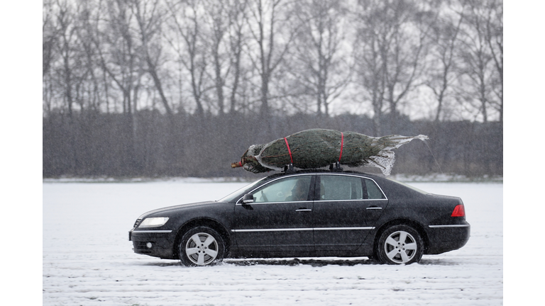 Berlin Citizens Shop For Christmas Trees