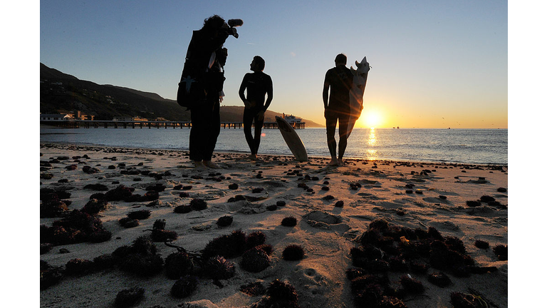 Dead sea urchins litter the beach, which