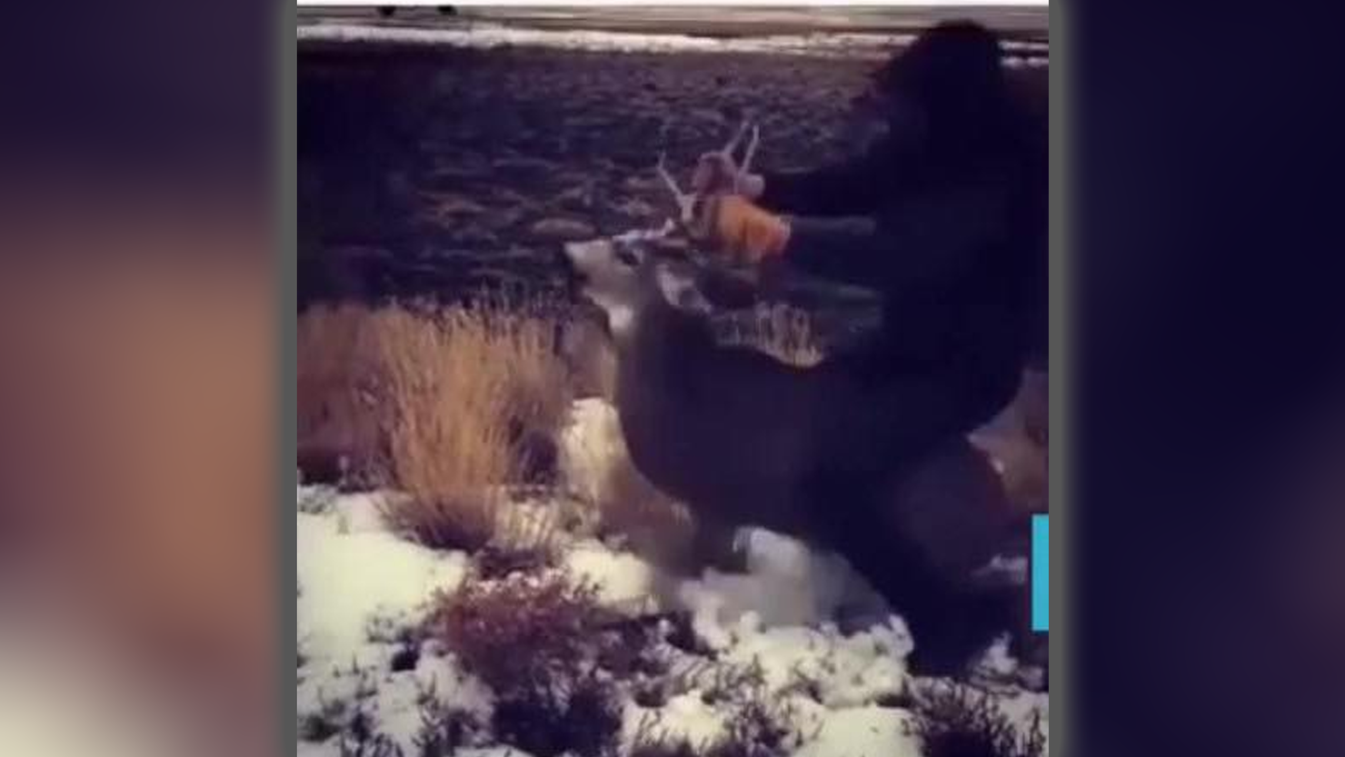 oregon teen arrested after riding mule deer
