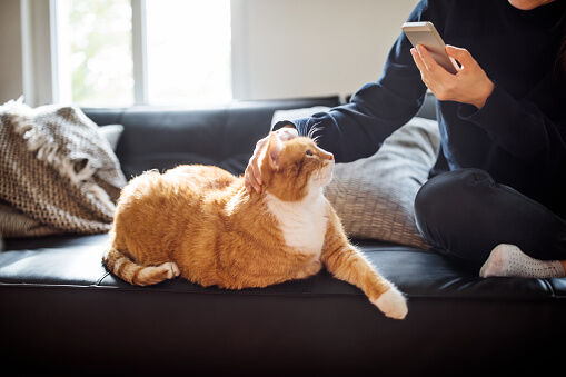 Amazon Prime Has Free ‘cat TV’ for Your Furry Friend